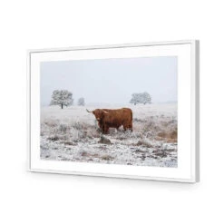 Lonely Highlander -WALL ART DESGIN SALE lonely highlander acrylic glass with border white frame 45x30cm 796602