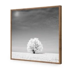 Lonely Snow Tree, Black And White (Square) 18 Lonely Snow Tree, Black And White (Square) -WALL ART DESGIN SALE lonely snow tree black and white square acrylic glass no border natural frame 37x37cm 866933