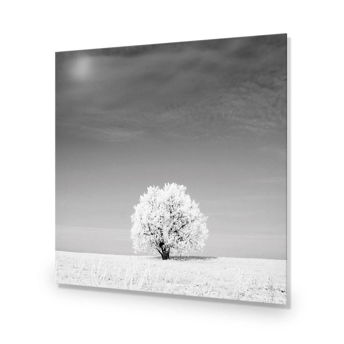 Lonely Snow Tree, Black and White (Square) Lonely Snow Tree, Black And White (Square) -WALL ART DESGIN SALE lonely snow tree black and white square acrylic glass no border no frame 37x37cm 901401
