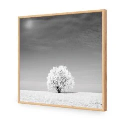 Lonely Snow Tree, Black And White (Square) 17 Lonely Snow Tree, Black And White (Square) -WALL ART DESGIN SALE lonely snow tree black and white square acrylic glass no border oak frame 37x37cm 595338