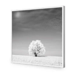 Lonely Snow Tree, Black And White (Square) 16 Lonely Snow Tree, Black And White (Square) -WALL ART DESGIN SALE lonely snow tree black and white square acrylic glass no border white frame 37x37cm 235059