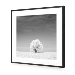 Lonely Snow Tree, Black And White (Square) 10 Lonely Snow Tree, Black And White (Square) -WALL ART DESGIN SALE lonely snow tree black and white square acrylic glass with border black frame 37x37cm 813391