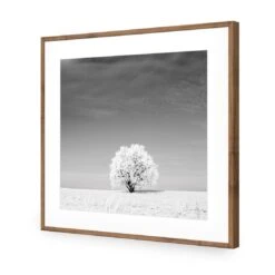 Lonely Snow Tree, Black And White (Square) 13 Lonely Snow Tree, Black And White (Square) -WALL ART DESGIN SALE lonely snow tree black and white square acrylic glass with border natural frame 37x37cm 960727