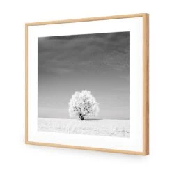 Lonely Snow Tree, Black And White (Square) 12 Lonely Snow Tree, Black And White (Square) -WALL ART DESGIN SALE lonely snow tree black and white square acrylic glass with border oak frame 37x37cm 574061