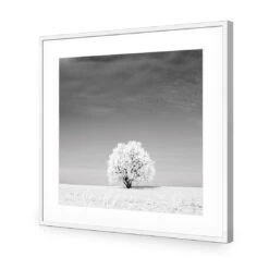 Lonely Snow Tree, Black And White (Square) 11 Lonely Snow Tree, Black And White (Square) -WALL ART DESGIN SALE lonely snow tree black and white square acrylic glass with border white frame 37x37cm 158775