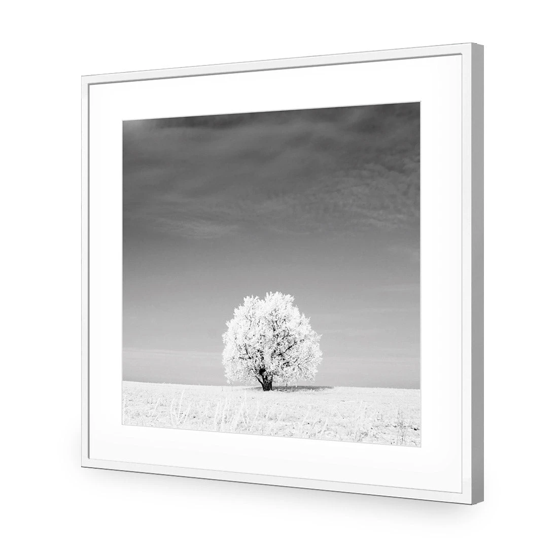 Lonely Snow Tree, Black and White (Square) Lonely Snow Tree, Black And White (Square) -WALL ART DESGIN SALE lonely snow tree black and white square acrylic glass with border white frame 37x37cm 158775