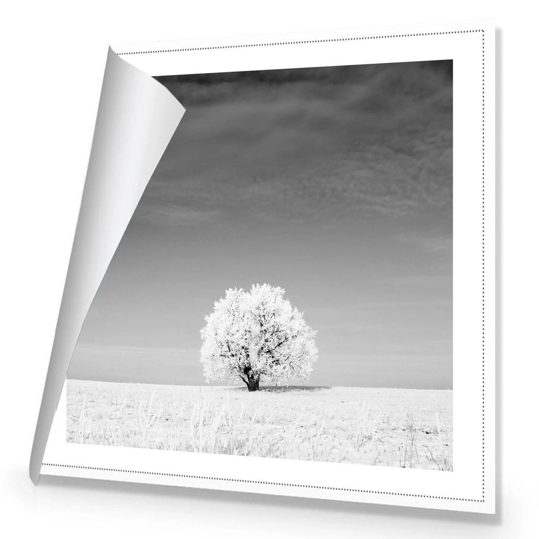 Lonely Snow Tree, Black and White (Square) Lonely Snow Tree, Black And White (Square) -WALL ART DESGIN SALE lonely snow tree black and white square canvas rolled canvas 37x37cm 101165