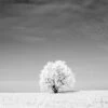 Lonely Snow Tree, Black And White (Square)