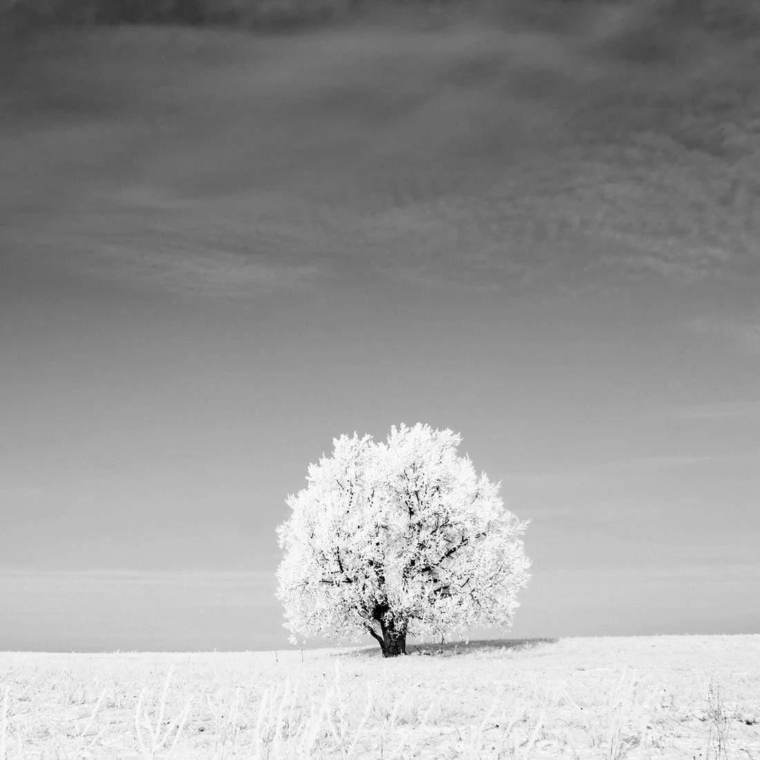 Lonely Snow Tree, Black and White (Square) Lonely Snow Tree, Black And White (Square) -WALL ART DESGIN SALE lonely snow tree black and white square canvas stretched canvas 37x37cm 499774
