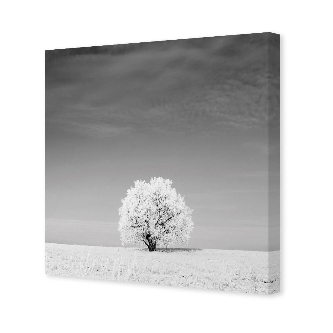 Lonely Snow Tree, Black and White (Square) Lonely Snow Tree, Black And White (Square) -WALL ART DESGIN SALE lonely snow tree black and white square canvas stretched canvas 37x37cm 661396