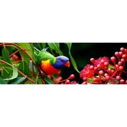 Lorikeet On Red Gum, Long Canvas Art