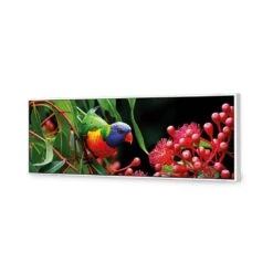Lorikeet On Red Gum, Long Canvas Art -WALL ART DESGIN SALE lorikeet on red gum long canvas art 60x20cm white frame 442597