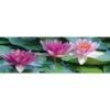 Lotus Dream (long) -WALL ART DESGIN SALE lotus dream long canvas stretched canvas 60x20cm 683000