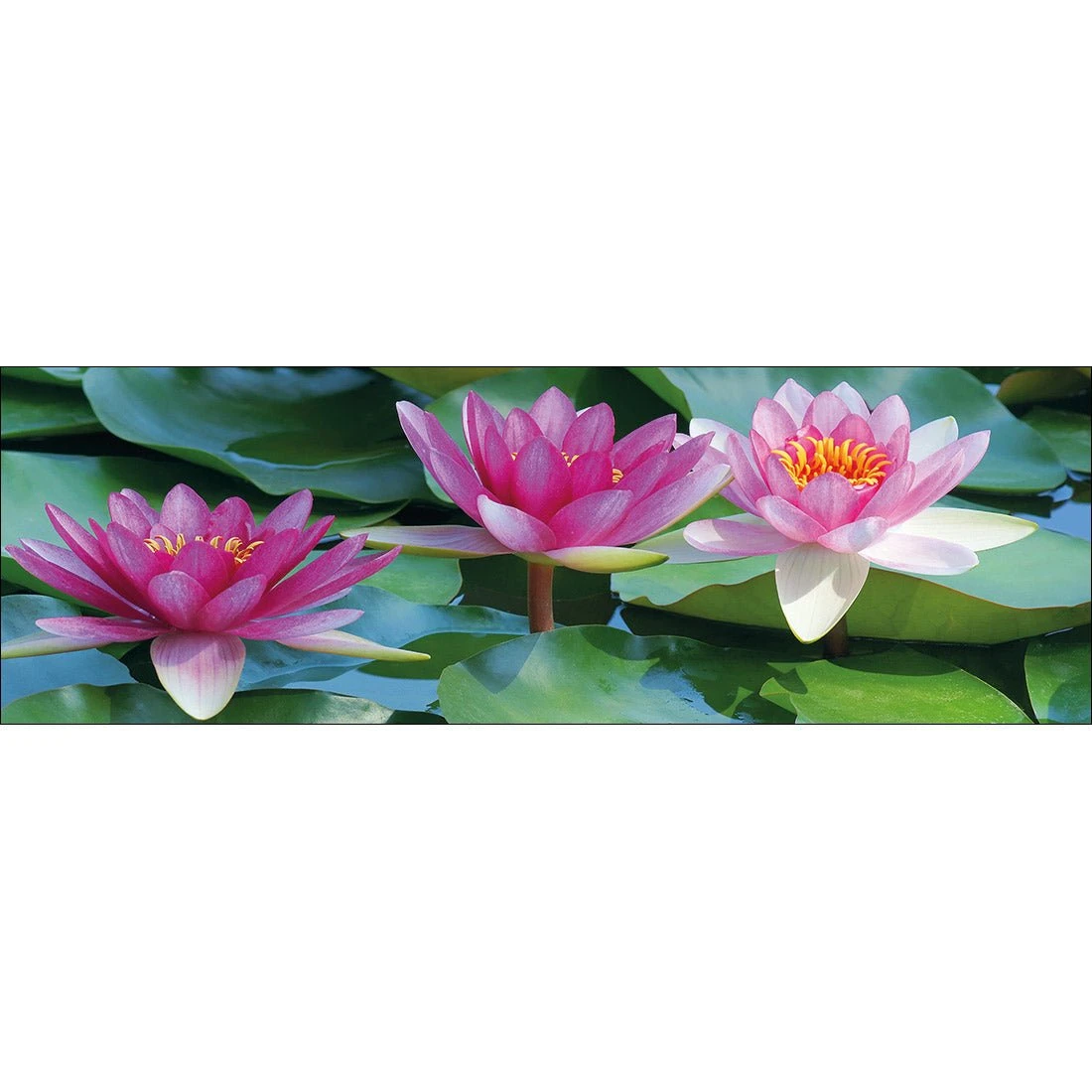 Lotus Dream (long) Lotus Dream (long) -WALL ART DESGIN SALE lotus dream long canvas stretched canvas 60x20cm 683000