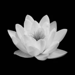 Lotus In Bloom, White Canvas Art