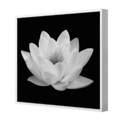 Lotus In Bloom, White Canvas Art -WALL ART DESGIN SALE lotus in bloom white canvas art 30x30cm white frame 901612