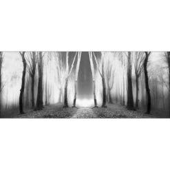 Luminous Forest, B&W Canvas Art