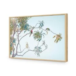 Lunch With Lorikeets 17 Lunch With Lorikeets -WALL ART DESGIN SALE lunch with lorikeets acrylic glass no border oak frame 45x30cm 599745