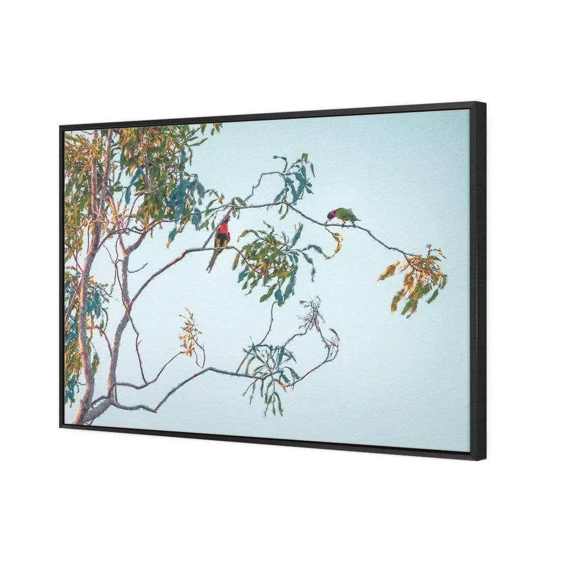 Lunch with Lorikeets Lunch With Lorikeets -WALL ART DESGIN SALE lunch with lorikeets canvas black floating frame 45x30cm 763080