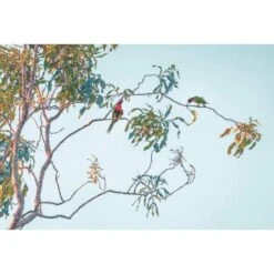 Lunch With Lorikeets