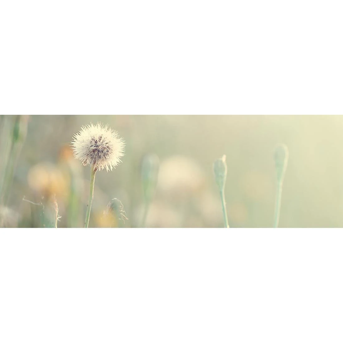 Make a Wish (long) Make A Wish (long) -WALL ART DESGIN SALE make a wish long canvas stretched canvas 60x20cm 105195