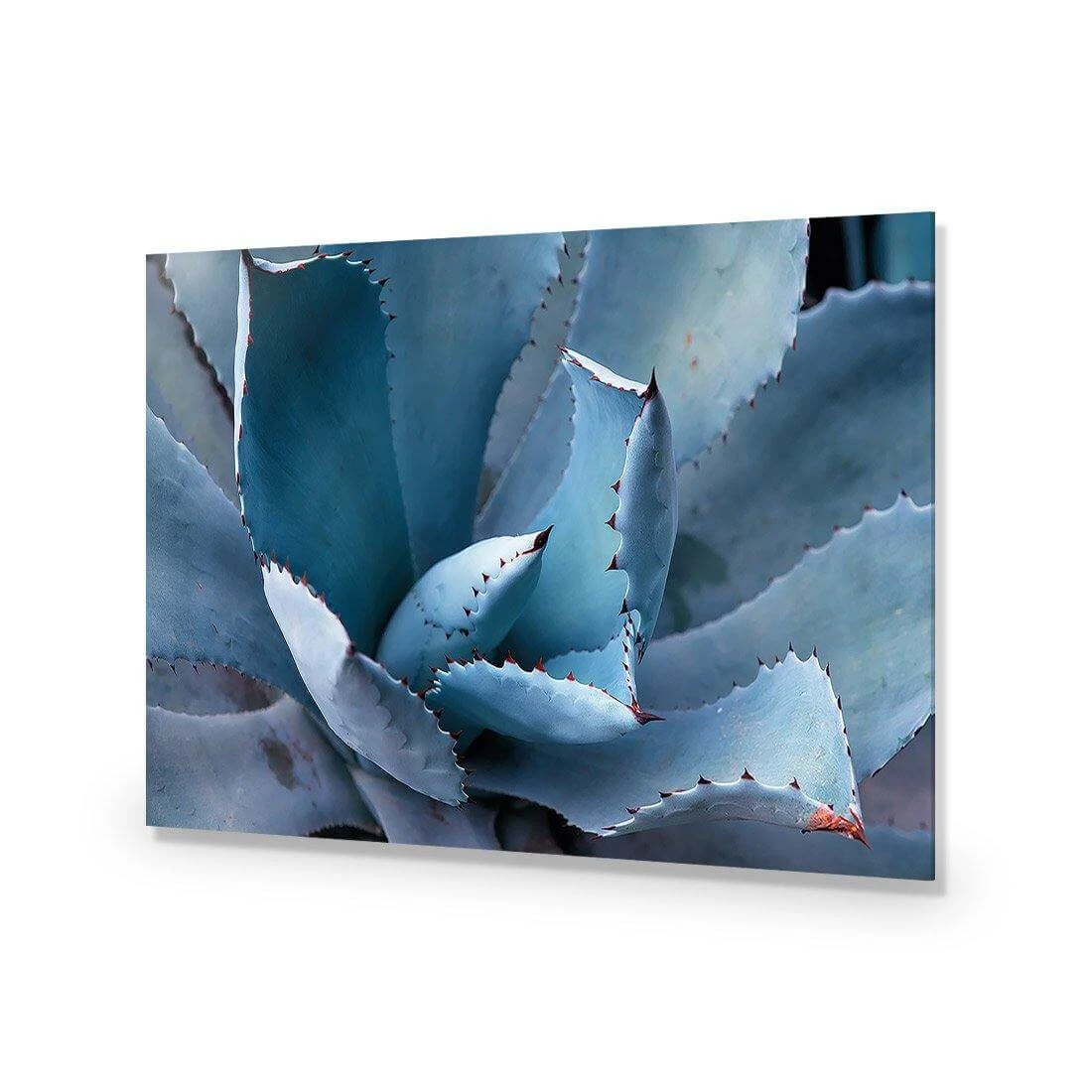 Mexican Succulent Mexican Succulent -WALL ART DESGIN SALE mexican succulent acrylic glass no border no frame 45x30cm 395284
