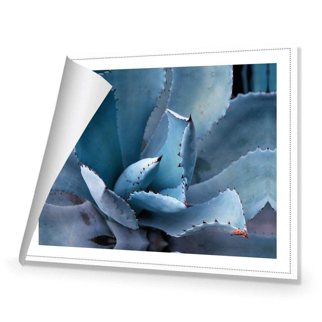 Mexican Succulent Mexican Succulent -WALL ART DESGIN SALE mexican succulent canvas rolled canvas 45x30cm 847267