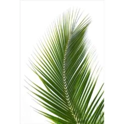 Palm Frond 9 Palm Frond -WALL ART DESGIN SALE palm frond canvas stretched canvas 45x30cm 394770