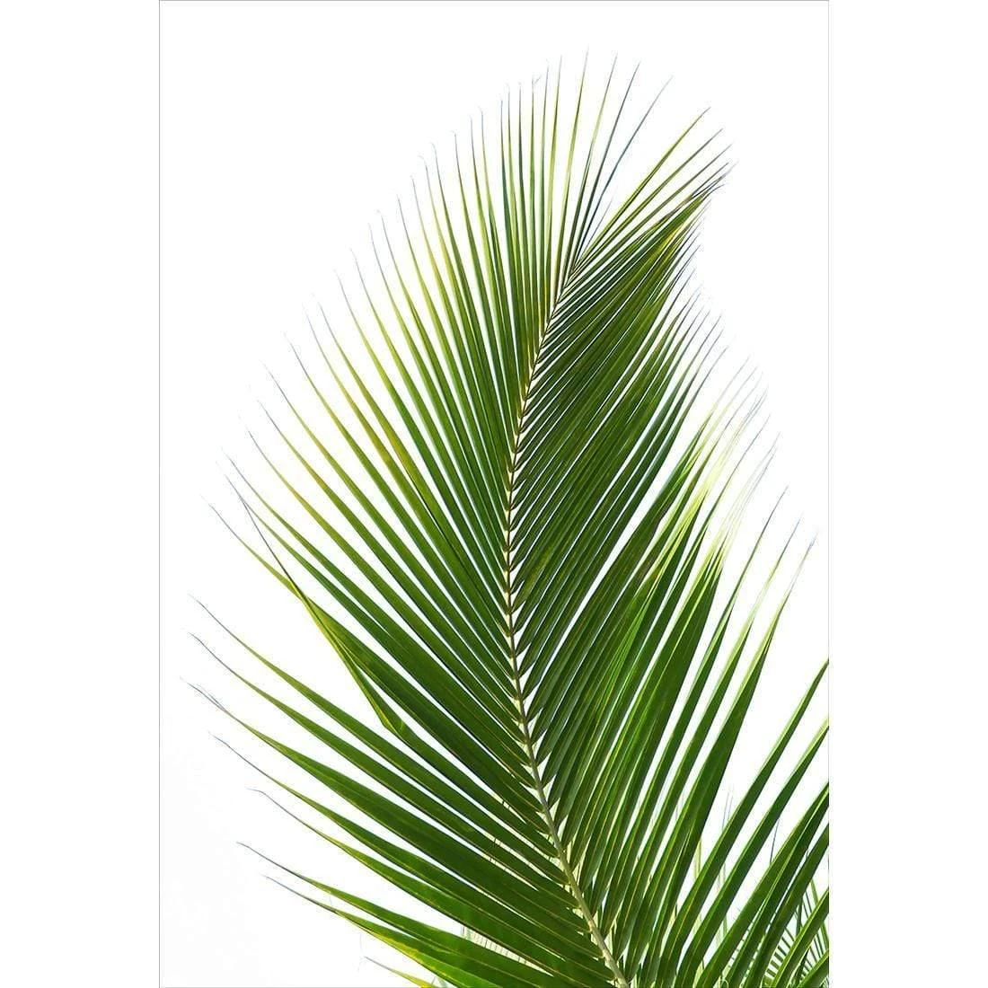 Palm Frond Palm Frond -WALL ART DESGIN SALE palm frond canvas stretched canvas 45x30cm 394770