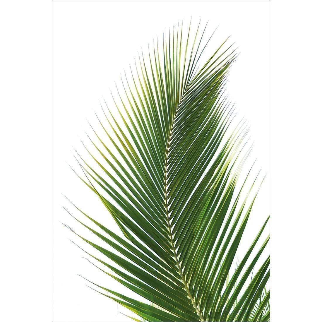 Palm Frond Palm Frond -WALL ART DESGIN SALE palm frond canvas stretched canvas 45x30cm 870103