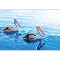 Pelican Perfect Pair -WALL ART DESGIN SALE pelican perfect pair canvas stretched canvas 45x30cm 406488