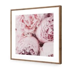 Peony Perfection III -WALL ART DESGIN SALE peony perfection iii acrylic glass with border natural frame 37x37cm 227877
