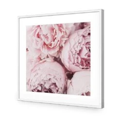Peony Perfection III -WALL ART DESGIN SALE peony perfection iii acrylic glass with border white frame 37x37cm 712129