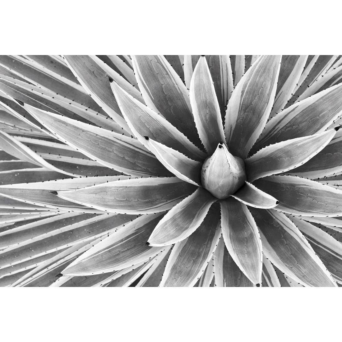 Prickly Perfect, Black and White (Landscape) Prickly Perfect, Black And White (Landscape) -WALL ART DESGIN SALE prickly perfect black and white landscape canvas stretched canvas 45x30cm 468759