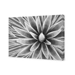 Prickly Perfect, Black And White (Landscape) 3 Prickly Perfect, Black And White (Landscape) -WALL ART DESGIN SALE prickly perfect black and white landscape canvas stretched canvas 45x30cm 883911