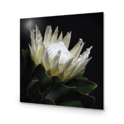 Protea In Darkness (Square) -WALL ART DESGIN SALE protea in darkness square acrylic glass no border no frame 37x37cm 113482