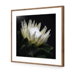 Protea In Darkness (Square) -WALL ART DESGIN SALE protea in darkness square acrylic glass with border natural frame 37x37cm 742739