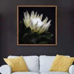 Protea In Darkness (Square) -WALL ART DESGIN SALE protea in darkness square canvas stretched canvas 37x37cm 233664