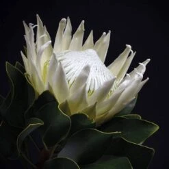 Protea In Darkness (Square)
