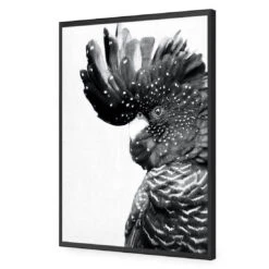 Proud Black Cocky, Black And White -WALL ART DESGIN SALE proud black cocky black and white acrylic glass no border black frame 45x30cm 583257