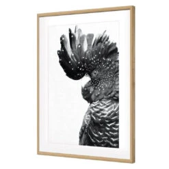 Proud Black Cocky, Black And White -WALL ART DESGIN SALE proud black cocky black and white acrylic glass with border oak frame 45x30cm 486541