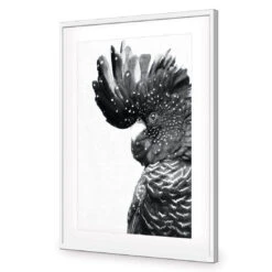Proud Black Cocky, Black And White -WALL ART DESGIN SALE proud black cocky black and white acrylic glass with border white frame 45x30cm 384098