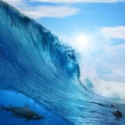 Shark Meets Dolphins (square)