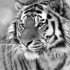 Siberian Tiger, Black And White (square) -WALL ART DESGIN SALE siberian tiger black and white square canvas stretched canvas 37x37cm 822095