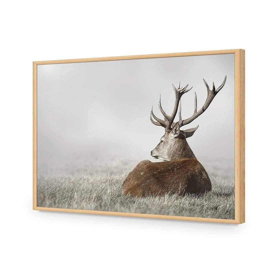 Stag in Lightness Stag In Lightness -WALL ART DESGIN SALE stag in lightness acrylic glass no border oak frame 45x30cm 335568
