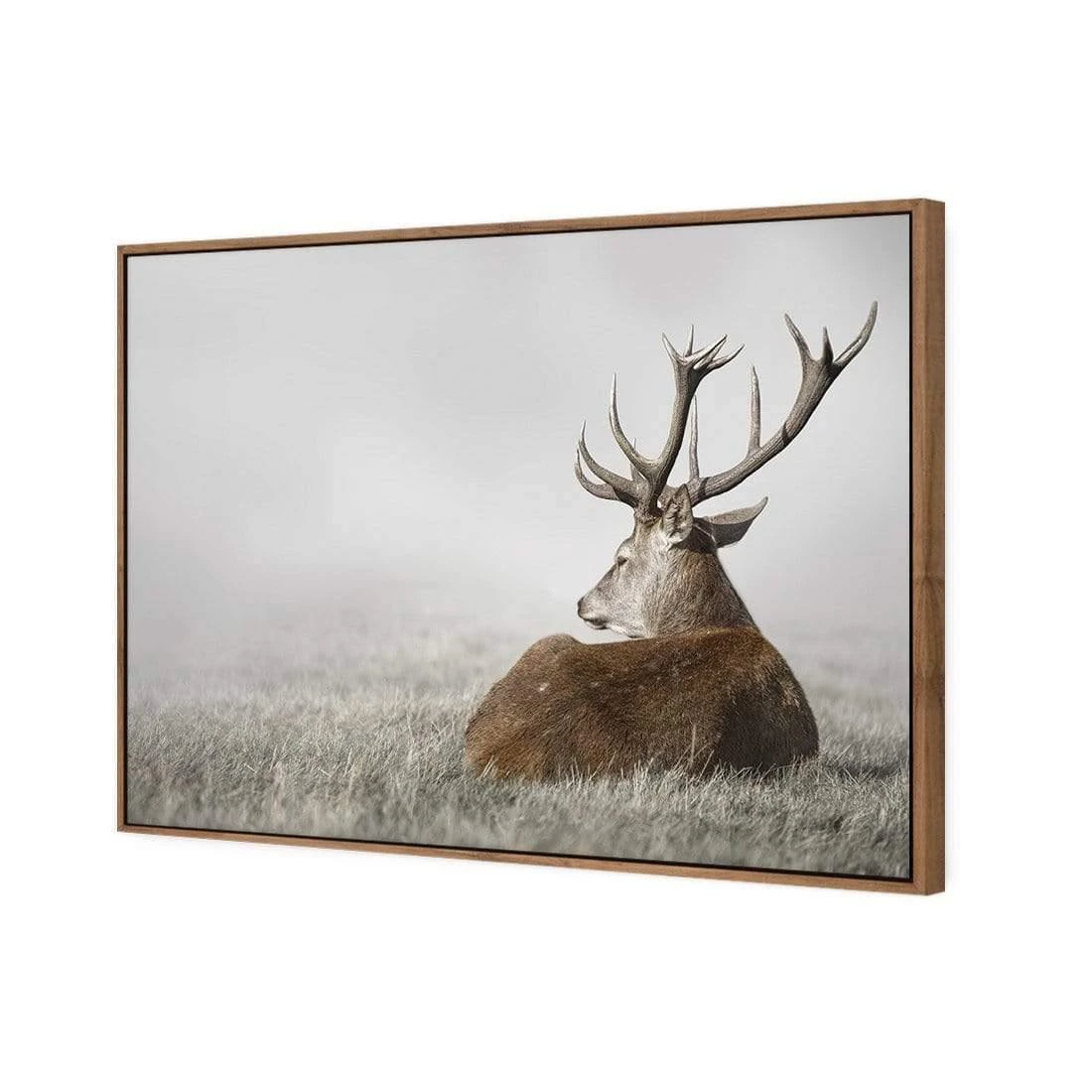 Stag in Lightness Stag In Lightness -WALL ART DESGIN SALE stag in lightness canvas natural floating frame 45x30cm 416739