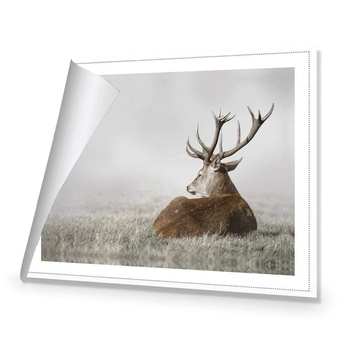 Stag in Lightness Stag In Lightness -WALL ART DESGIN SALE stag in lightness canvas rolled canvas 45x30cm 818460