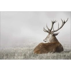 Stag In Lightness