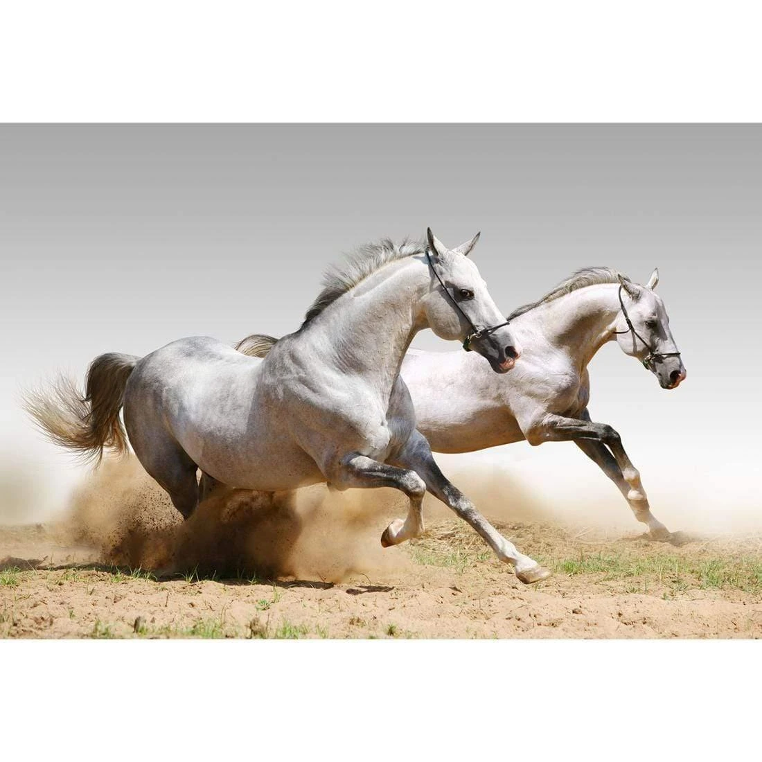 Stallions in the Dust (rectangle) Stallions In The Dust (rectangle) -WALL ART DESGIN SALE stallions in the dust rectangle canvas stretched canvas 45x30cm 476377
