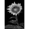 Stunning Sunflower -WALL ART DESGIN SALE stunning sunflower canvas stretched canvas 45x30cm 900259